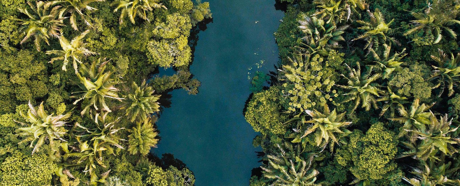 Amazonia-01