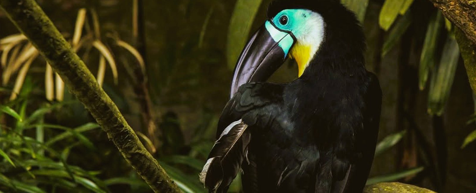 Amazonia-08