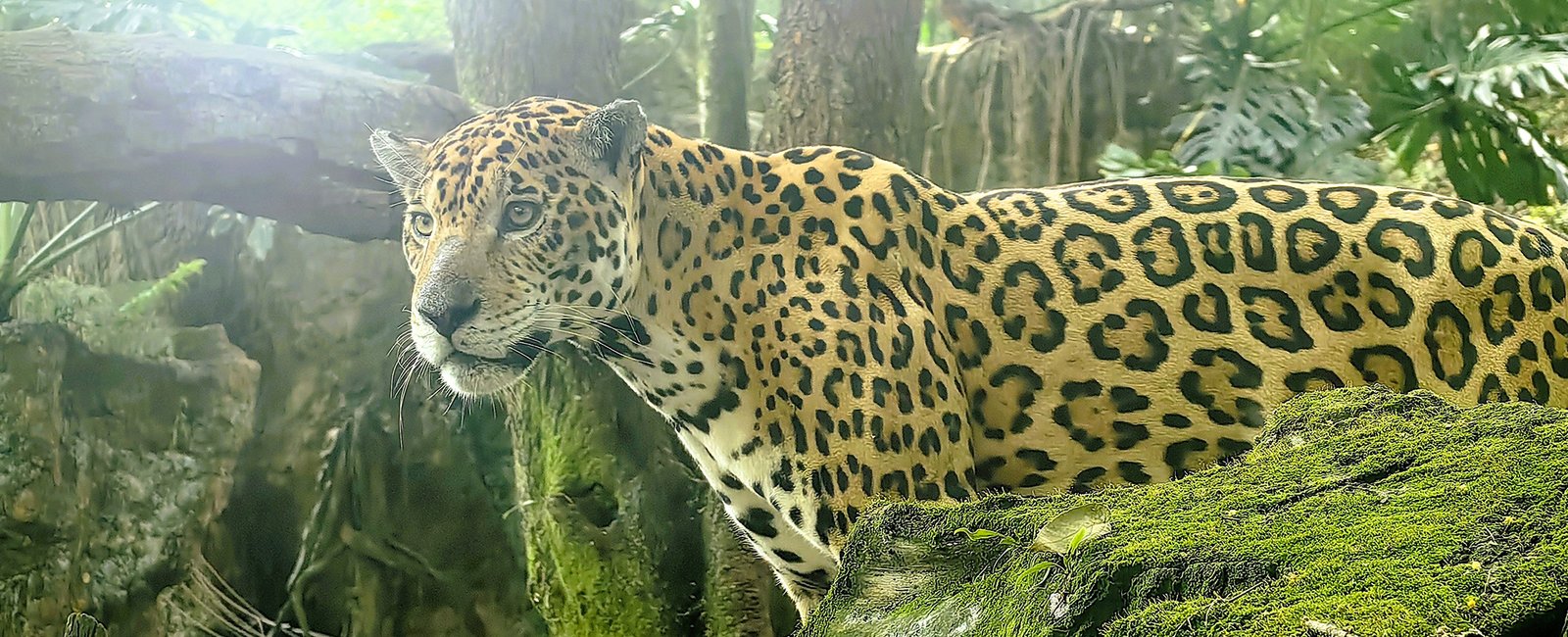 Orinoquia-10